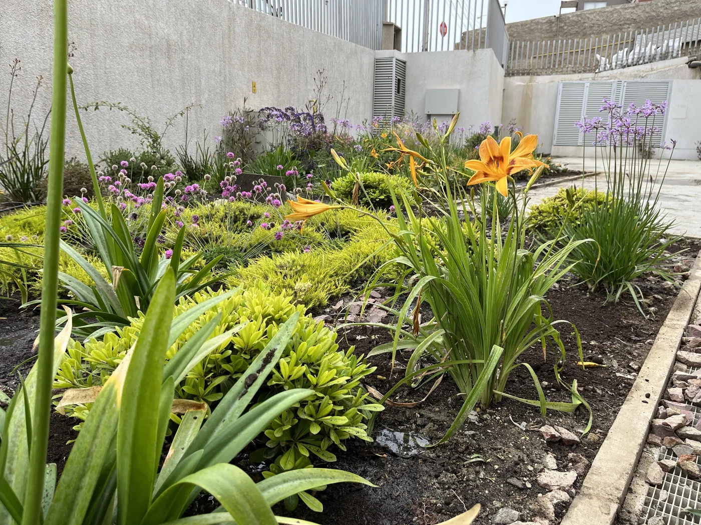 Hemerocallis y cubresuelos en jardinera perimetral