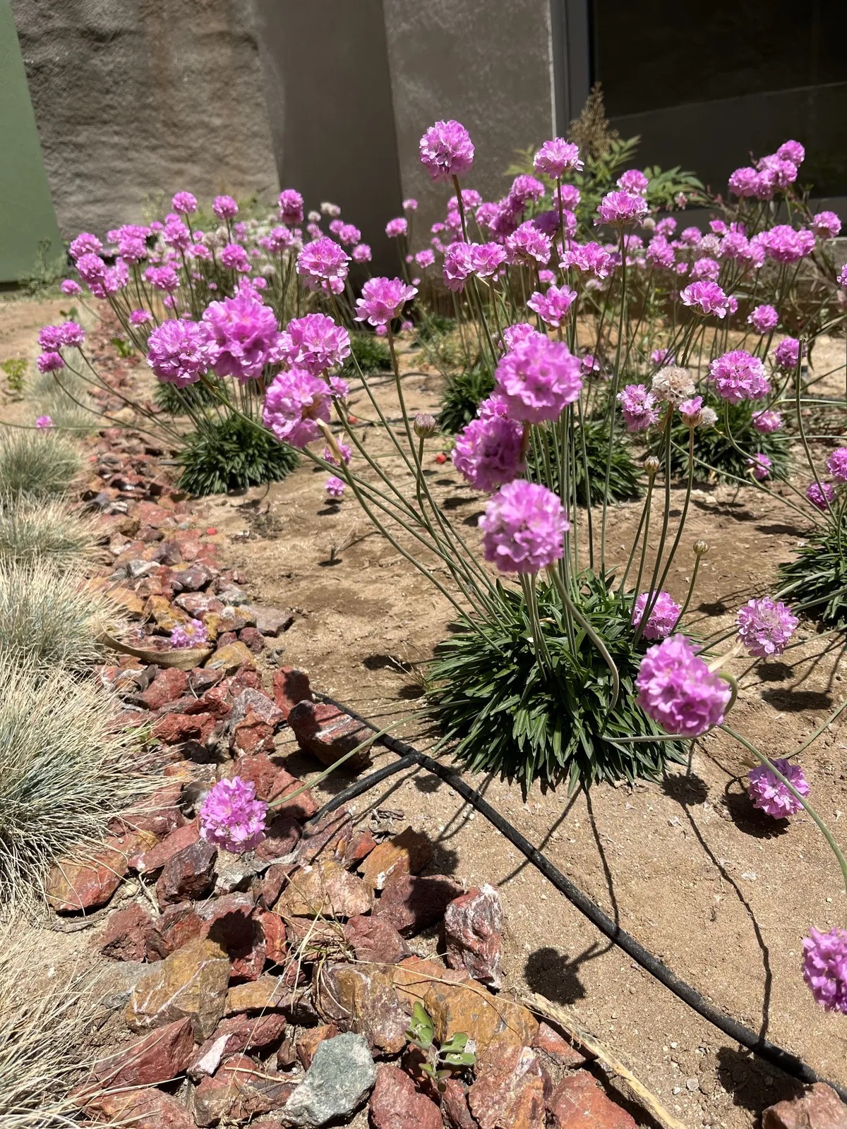 Armeria sobre sustrato con cubierta de roca