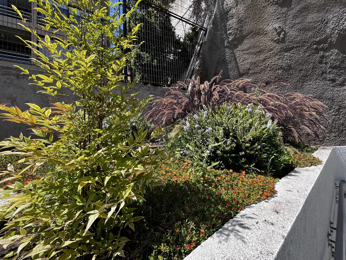 Pennisetum púrpura y senecio en jardinera elevada