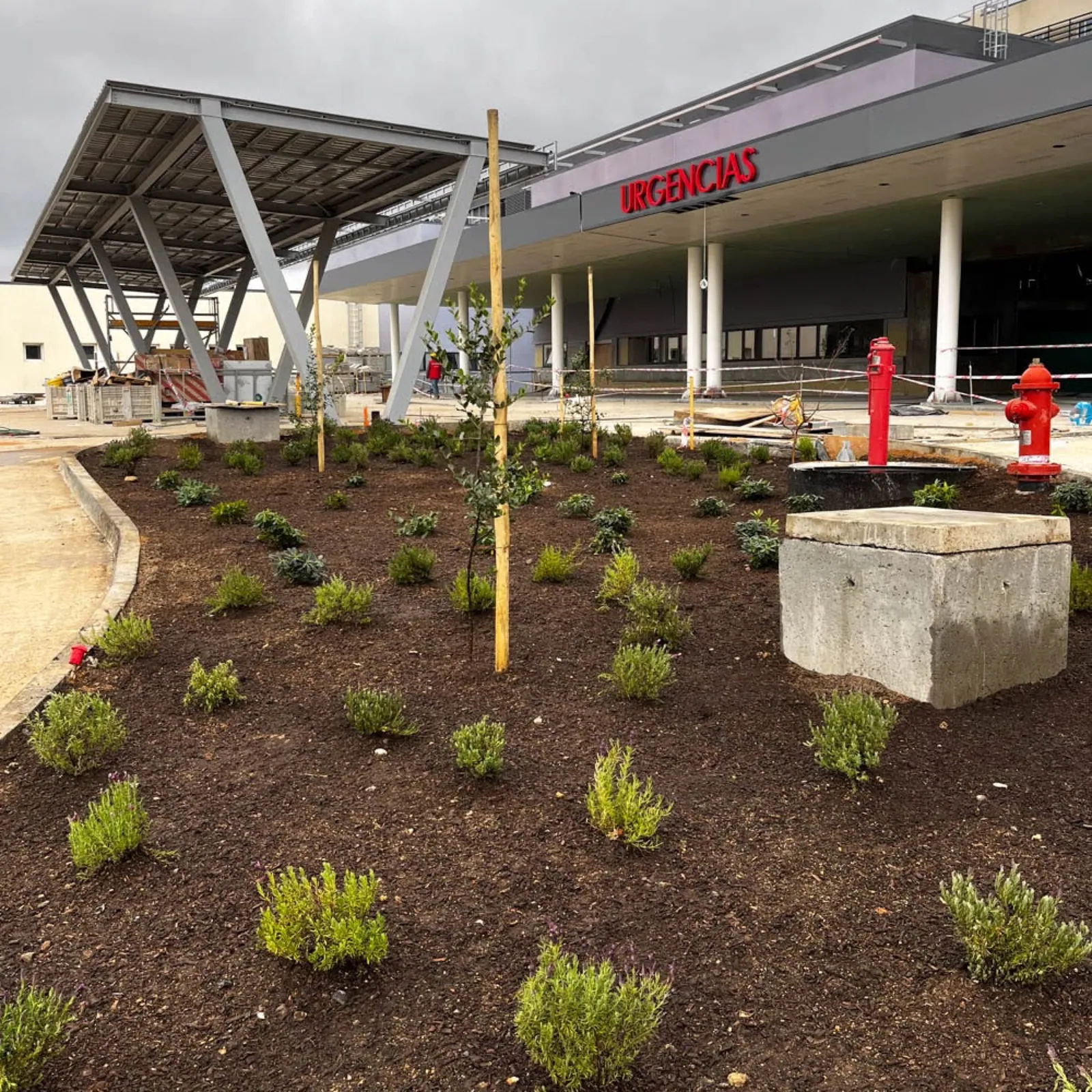 Plantación en la explanada de acceso a Urgencias