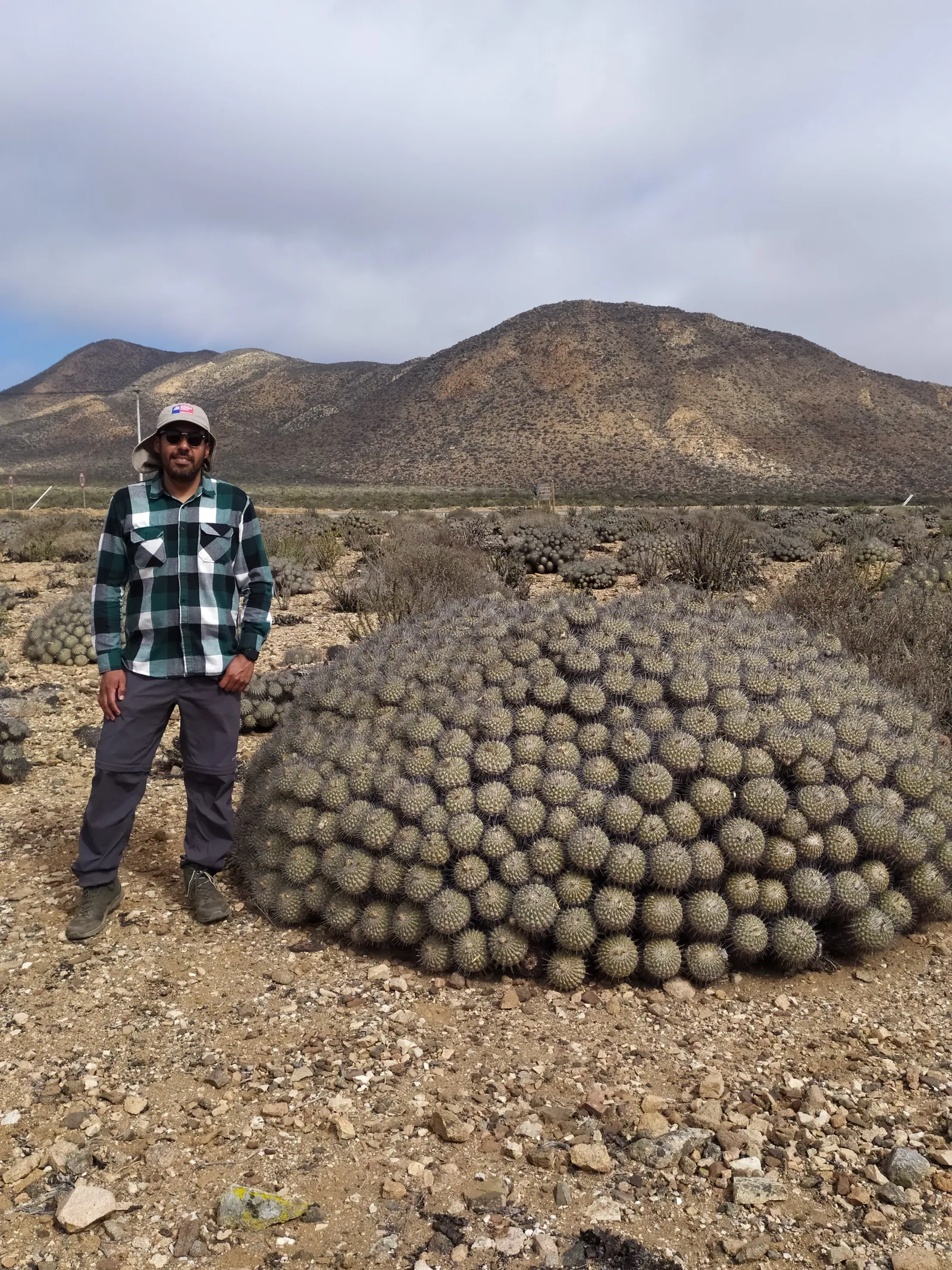 Registro de una población de cactáceas en hábitat, zona norte de Chile