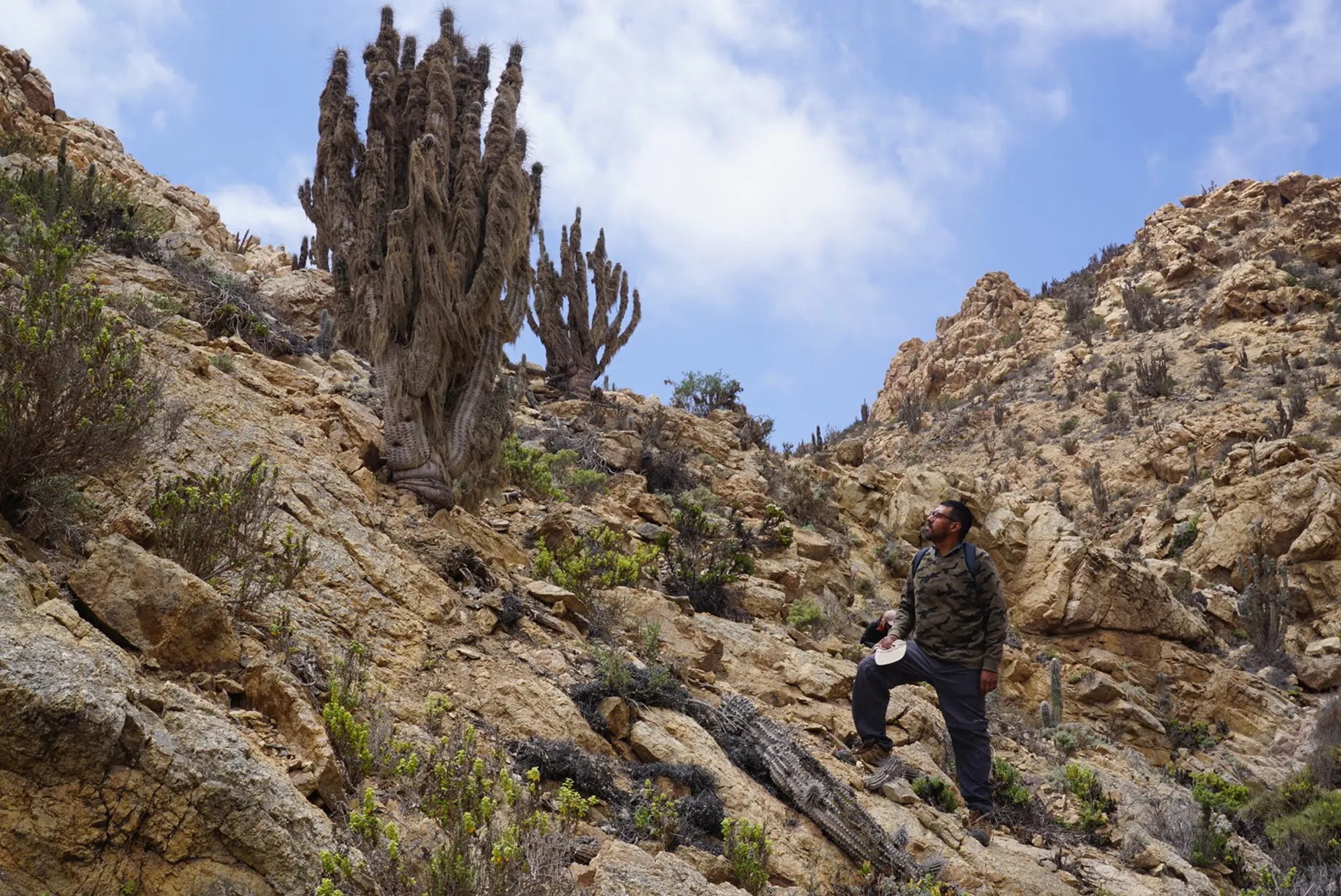 Cactáceas columnares en su hábitat natural, quebrada del norte de Chile