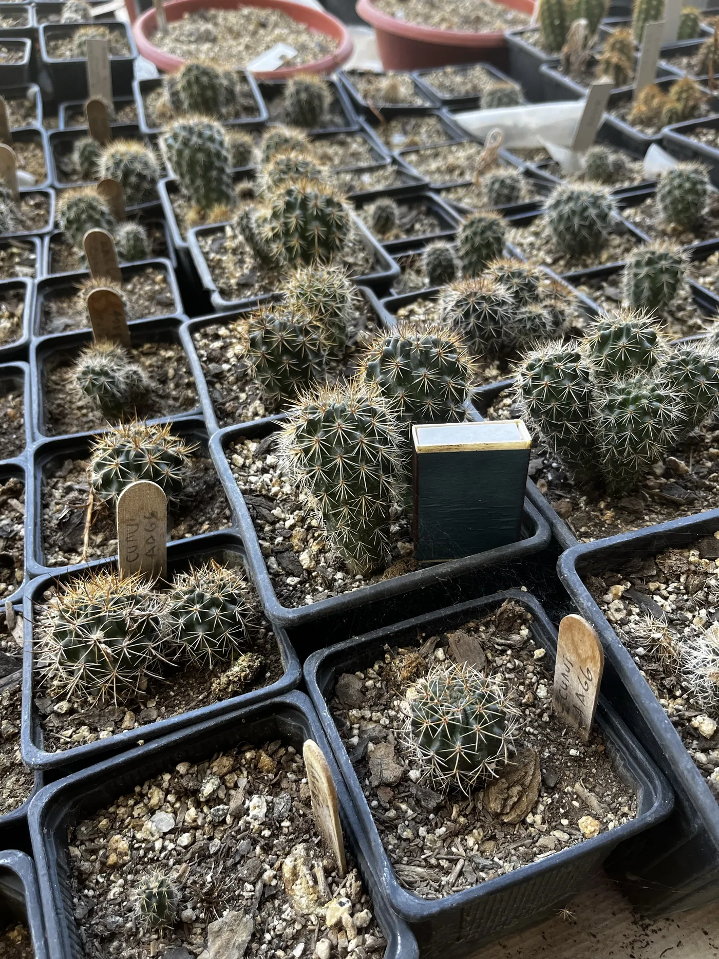 Bandejas de plántulas de cactáceas con seguimiento por especie