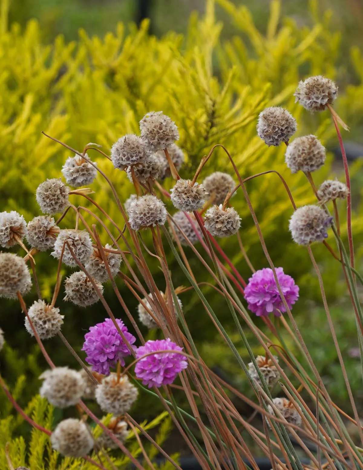Detalle de armeria y coníferas enanas