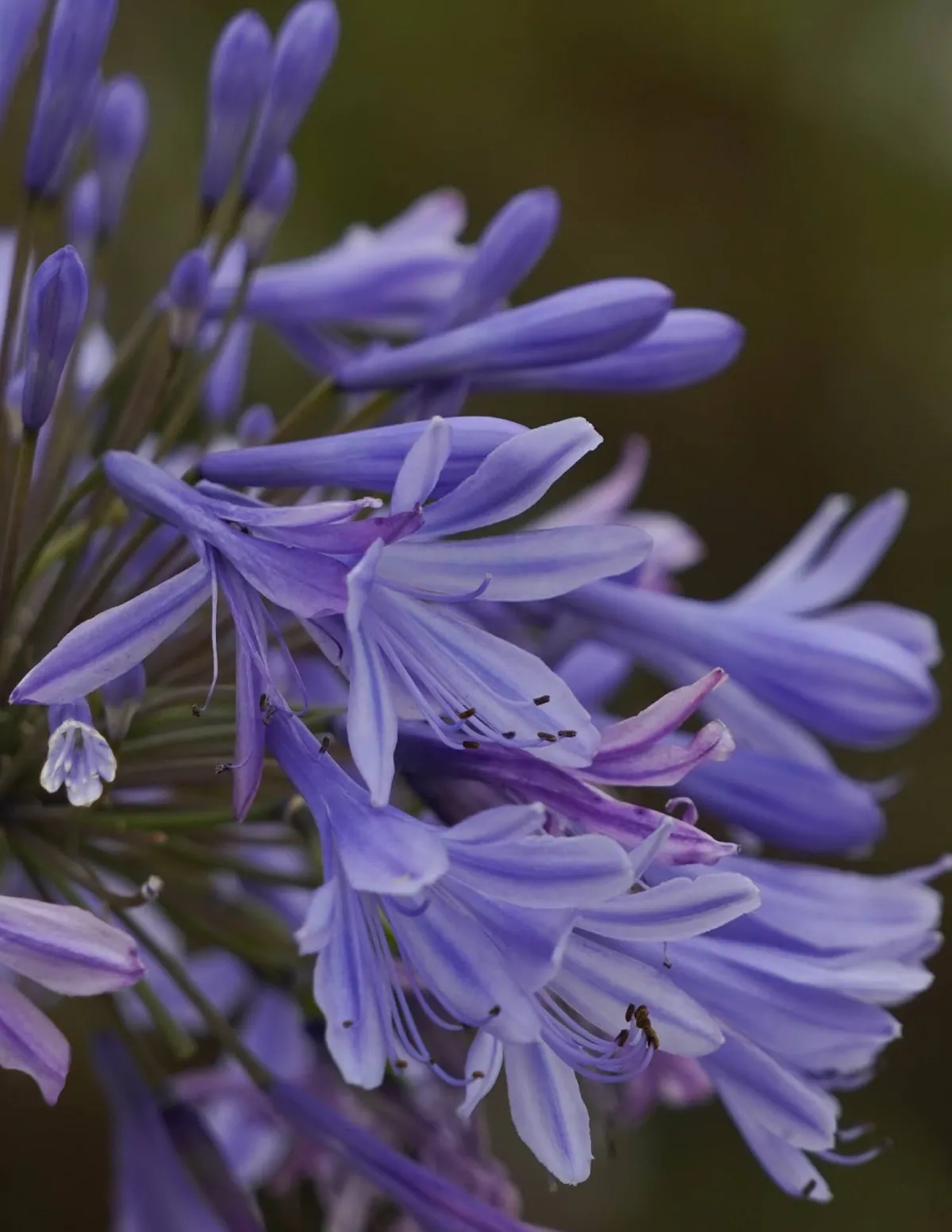 Detalle de agapanto azul en flor