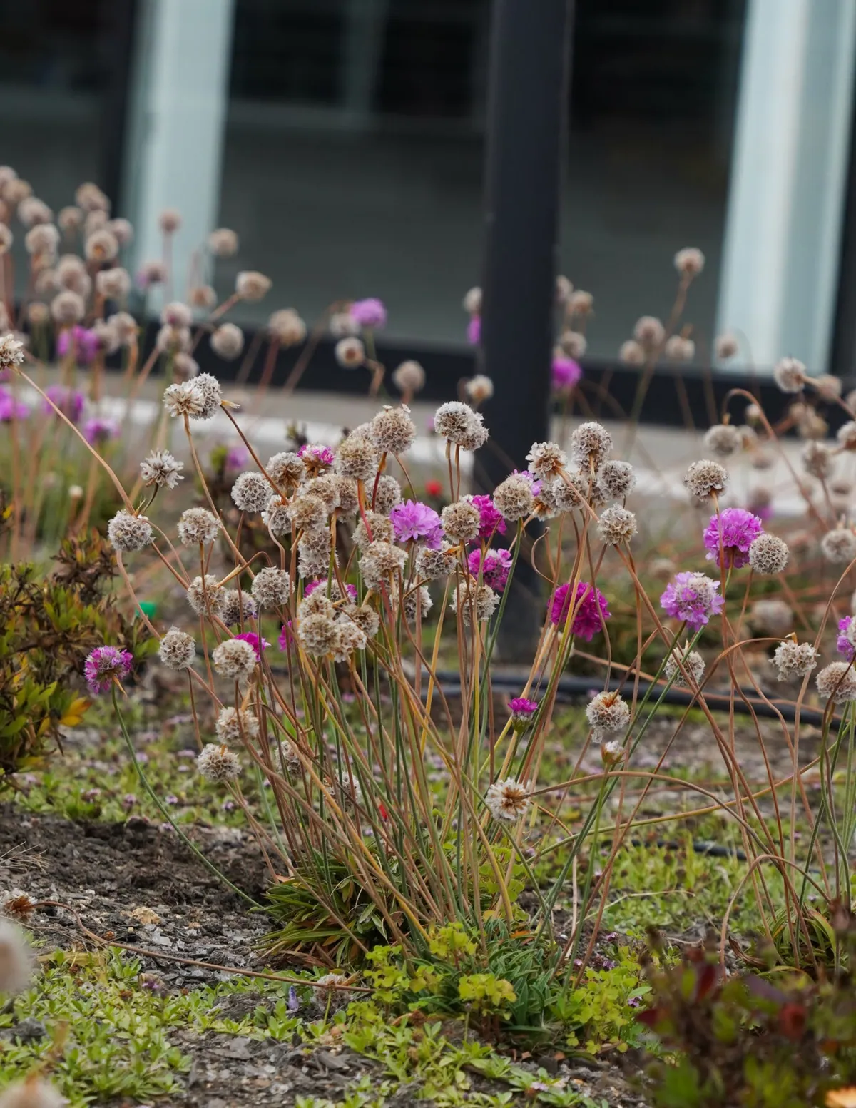 Detalle de armeria rosada