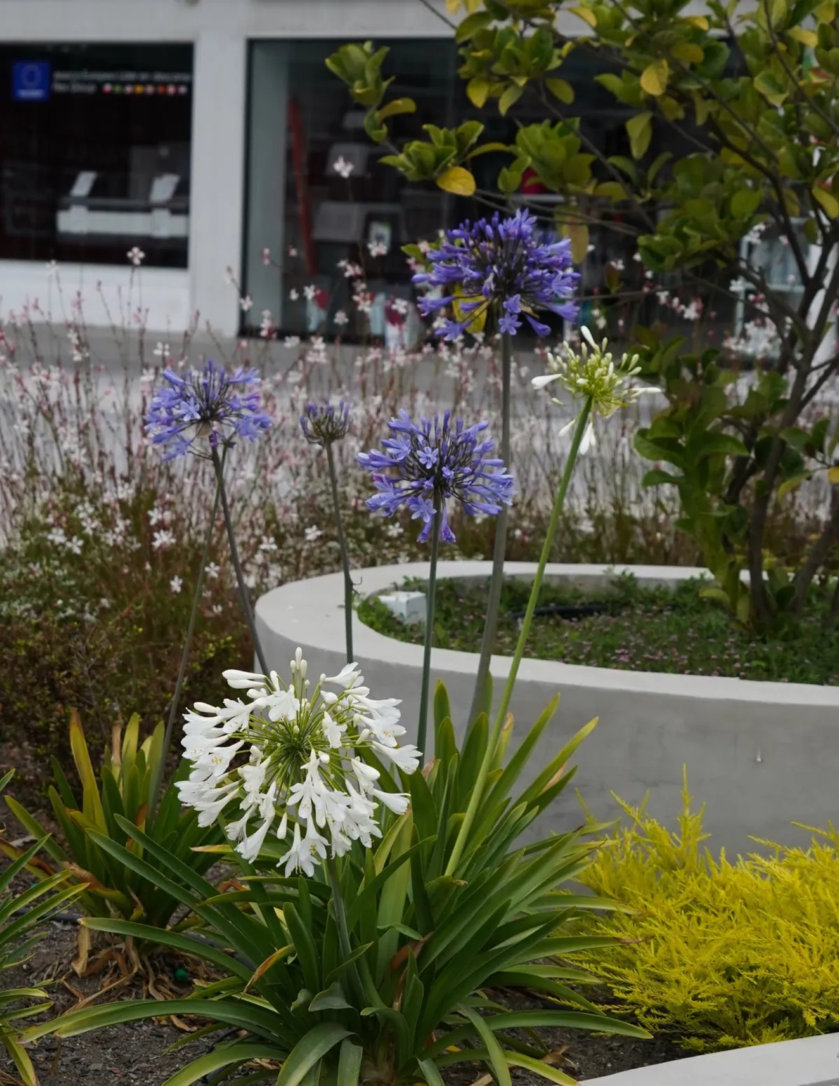 Jardinera con agapantos blancos y azules