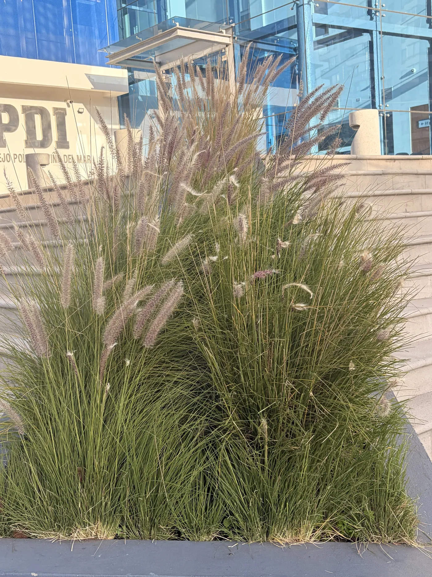 Pennisetum en flor frente al acceso institucional